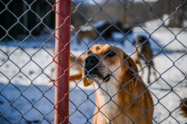 A dog standing at a chain-link fence, one of the common settings for dog-bite claims.